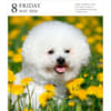image Dog Gallery 2026 Desk Calendar Fifth Alternate Image