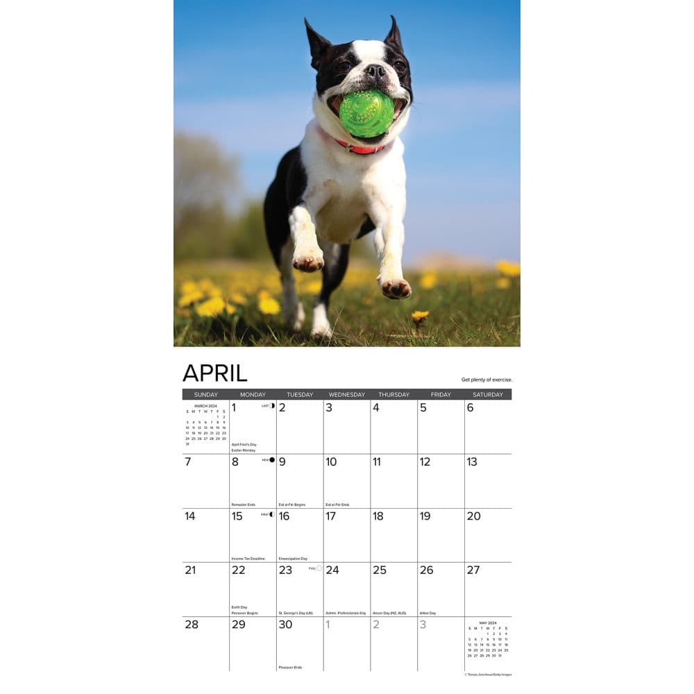 What Dogs Teach Us 2024 Wall Calendar