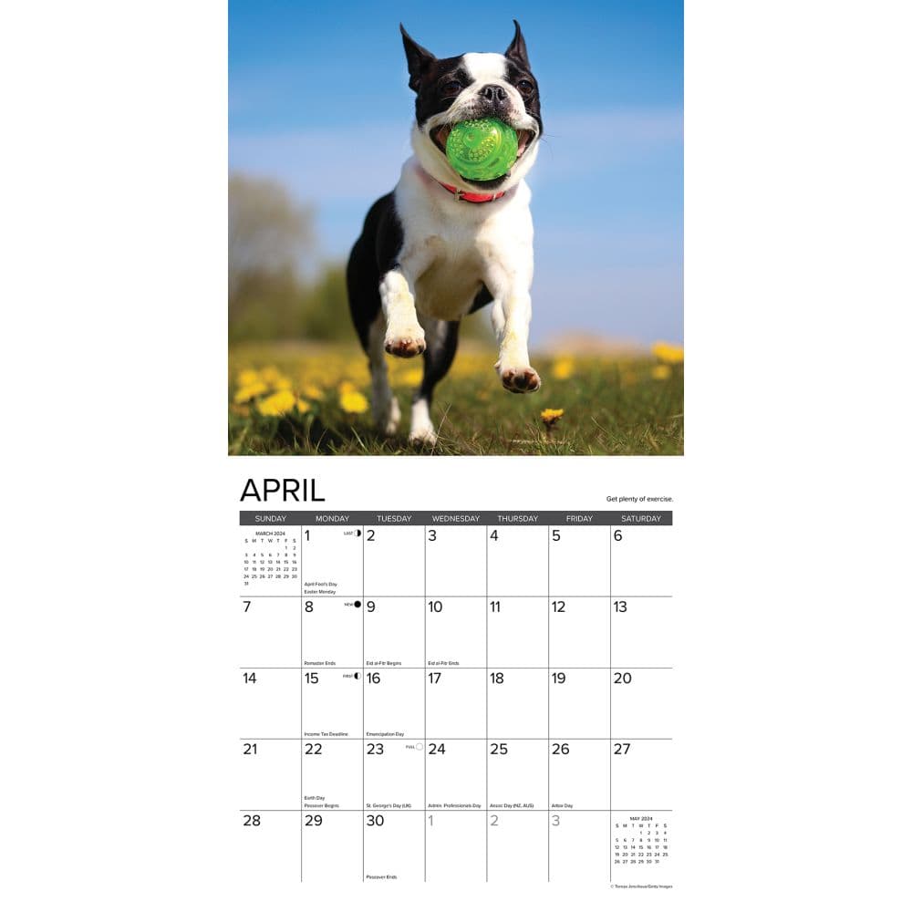 Dogs What Dogs Teach Us 2024 Wall Calendar Alternate Image 2