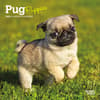 image Pug Puppies 2025 Mini Wall Calendar