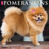 image Just Pomeranians 2025 Wall Calendar Main Image