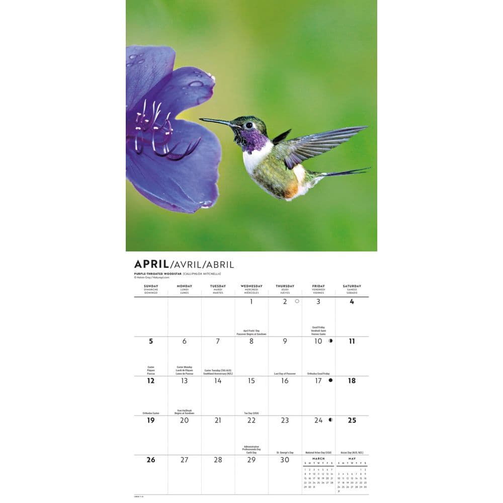 Hummingbirds Special Value 2026 Mini Wall Calendar Second Alternate Image