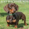 image Just Dachshunds 2025 Wall Calendar  Main Image