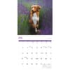 image Nova Scotia Duck Tolling Retriever 2025 Wall Calendar Third Alternate Image width=&quot;1000&quot; height=&quot;1000&quot;