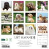 image Just Havanese 2025 Wall Calendar First Alternate Image width="1000" height="1000"