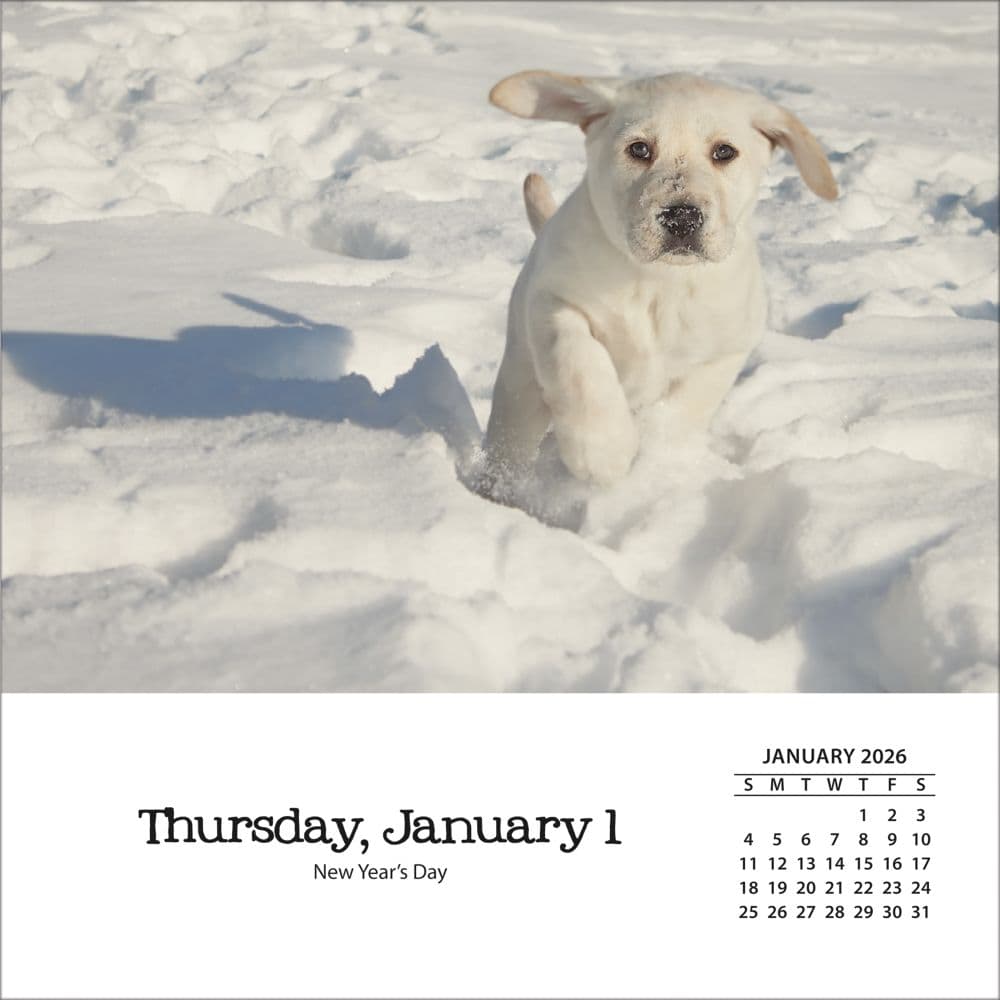 Dogs And Puppies 2026 Desk Calendar_ALT2