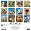 image Alpacas 2025 Wall Calendar