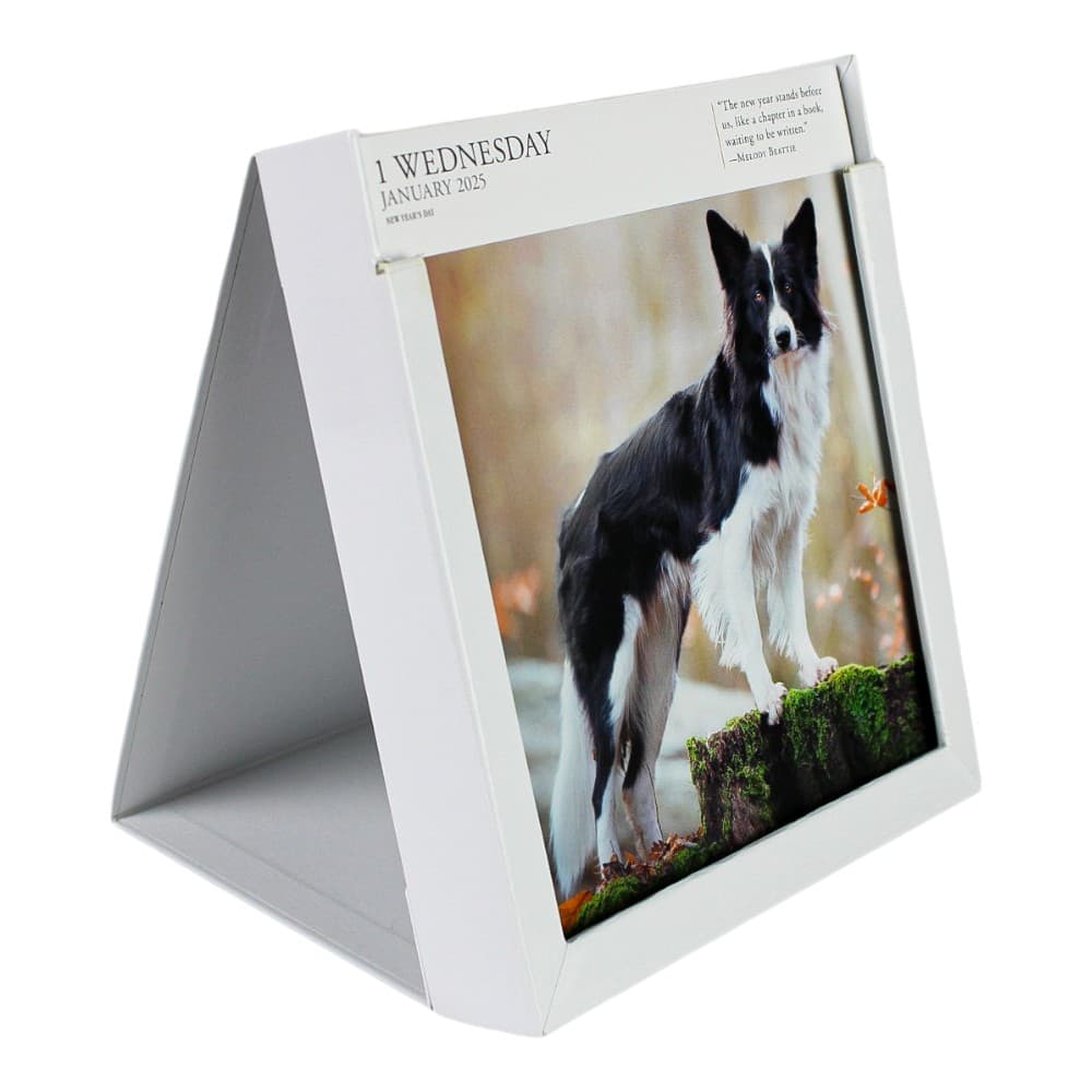 Dog Gallery 2025 Desk Calendar Sixth Alternate Image width=&quot;1000&quot; height=&quot;1000&quot;