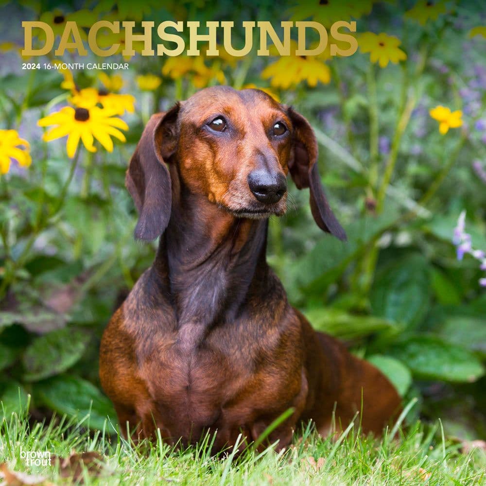 Dachshunds 2024 Wall Calendar