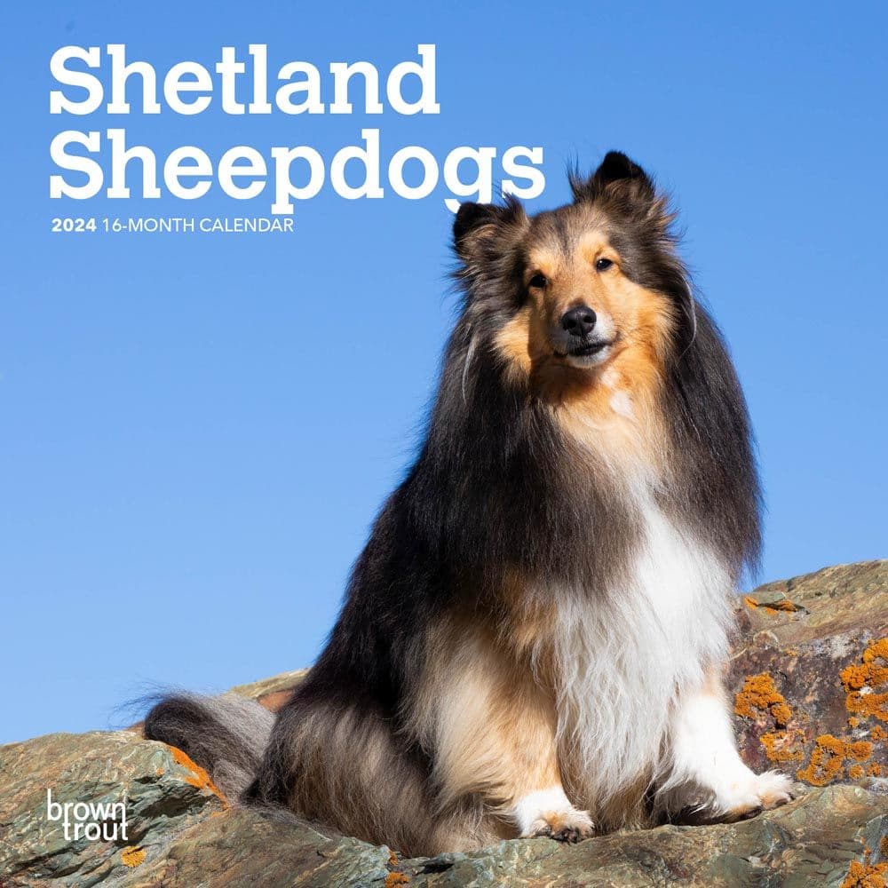 Shetland Sheepdogs 2024 Mini Wall Calendar Calendars Com   187ec51f 84b4 4cc6 B00f 796abe101967