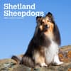 image Shetland Sheepdogs 2024 Mini Wall Calendar Main Product Image width=&quot;1000&quot; height=&quot;1000&quot;