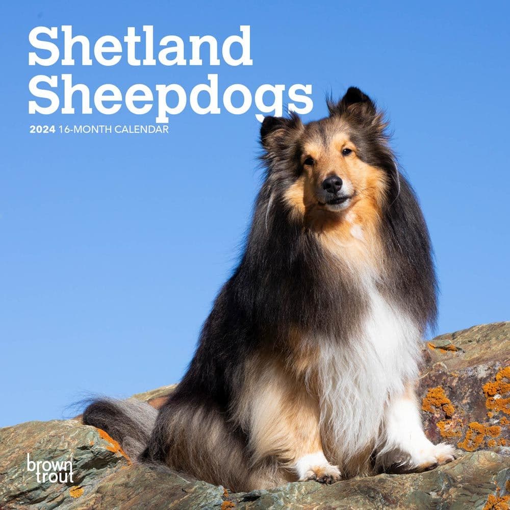 Shetland Sheepdogs 2024 Mini Wall Calendar Main Product Image width=&quot;1000&quot; height=&quot;1000&quot;