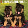image Just German Shepherd Puppies 2024 Wall Calendar Main Image