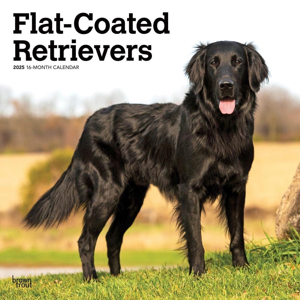 Flat Coated Retrievers 2025 Wall Calendar