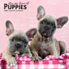 image For the Love of Puppies 2024 Mini Wall Calendar Main Product Image width=&quot;1000&quot; height=&quot;1000&quot;