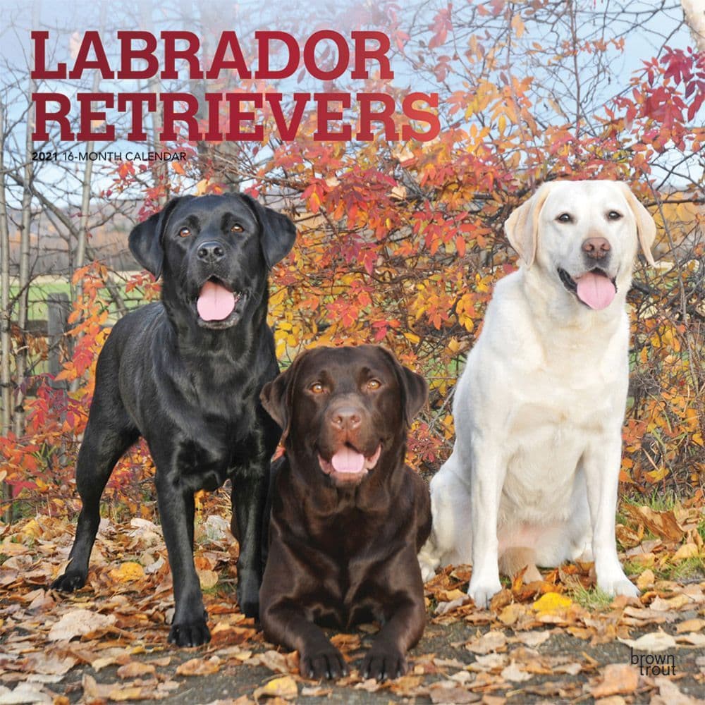 Golden Retriever/Labrador Calendar Portrait A4 