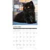 image Black Kitties 2026 Wall Calendar Second Alternate Image