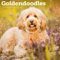 image Goldendoodles 2026 Wall Calendar Main Product Image