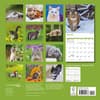 image Cats 2025 Wall Calendar First Alternate Image width="1000" height="1000"