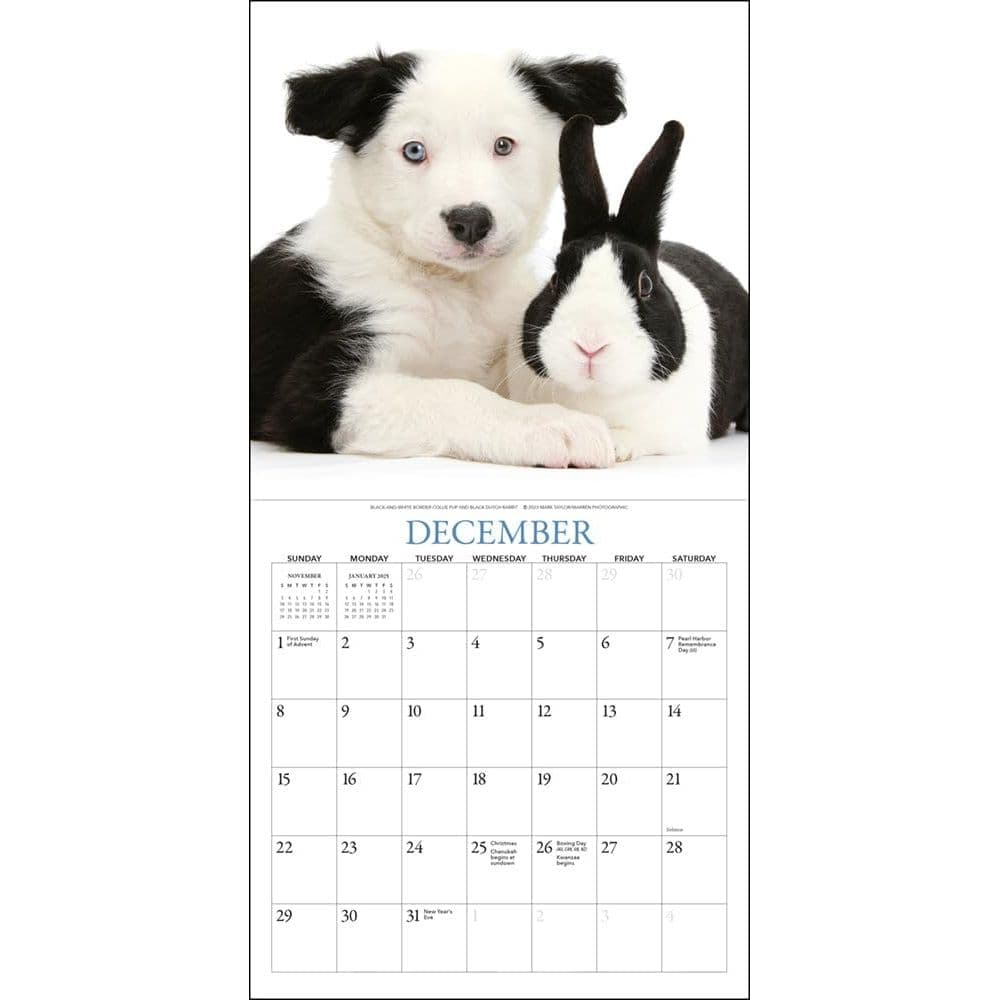 Puppies &amp; Friends 2024 Mini Wall Calendar Third Alternate Image width=&quot;1000&quot; height=&quot;1000&quot;