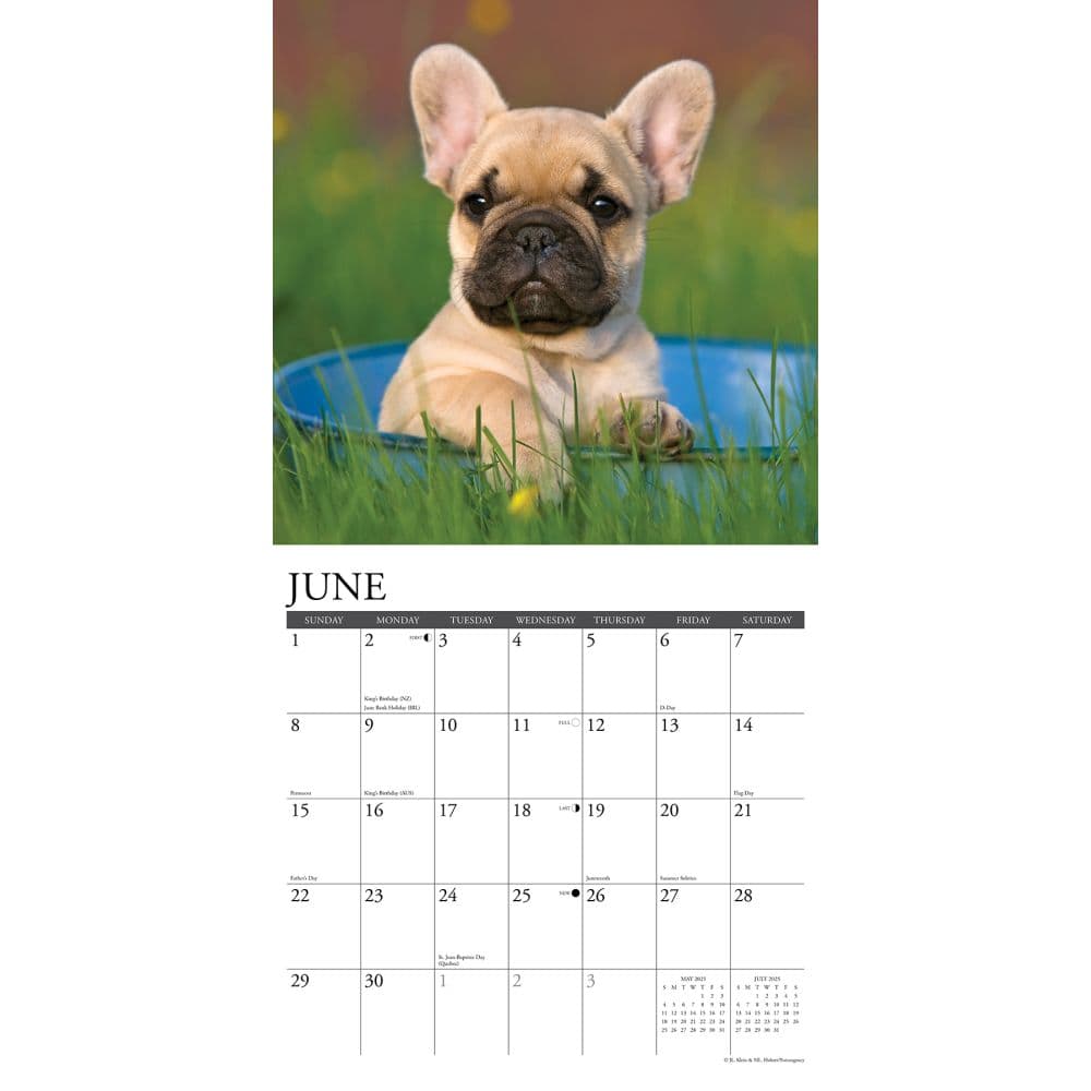 Just French Bulldog Puppies 2025 Wall Calendar Second Alternate Image width=&quot;1000&quot; height=&quot;1000&quot;