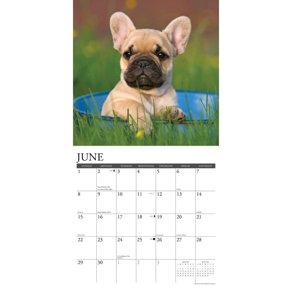 Just French Bulldog Puppies 2025 Wall Calendar Second Alternate Image width="1000" height="1000"