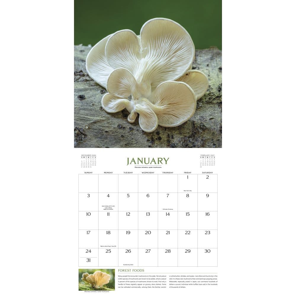 Wondrous World of Mushrooms 2027 Wall Calendar Second Alternate Image