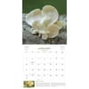 image Wondrous World of Mushrooms 2027 Wall Calendar Second Alternate Image