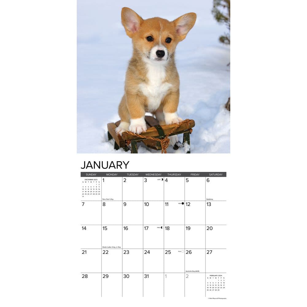 Just Puppies 2024 Wall Calendar