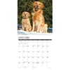 image Just Goldens 2025 Wall Calendar Second Alternate Image width=&quot;1000&quot; height=&quot;1000&quot;