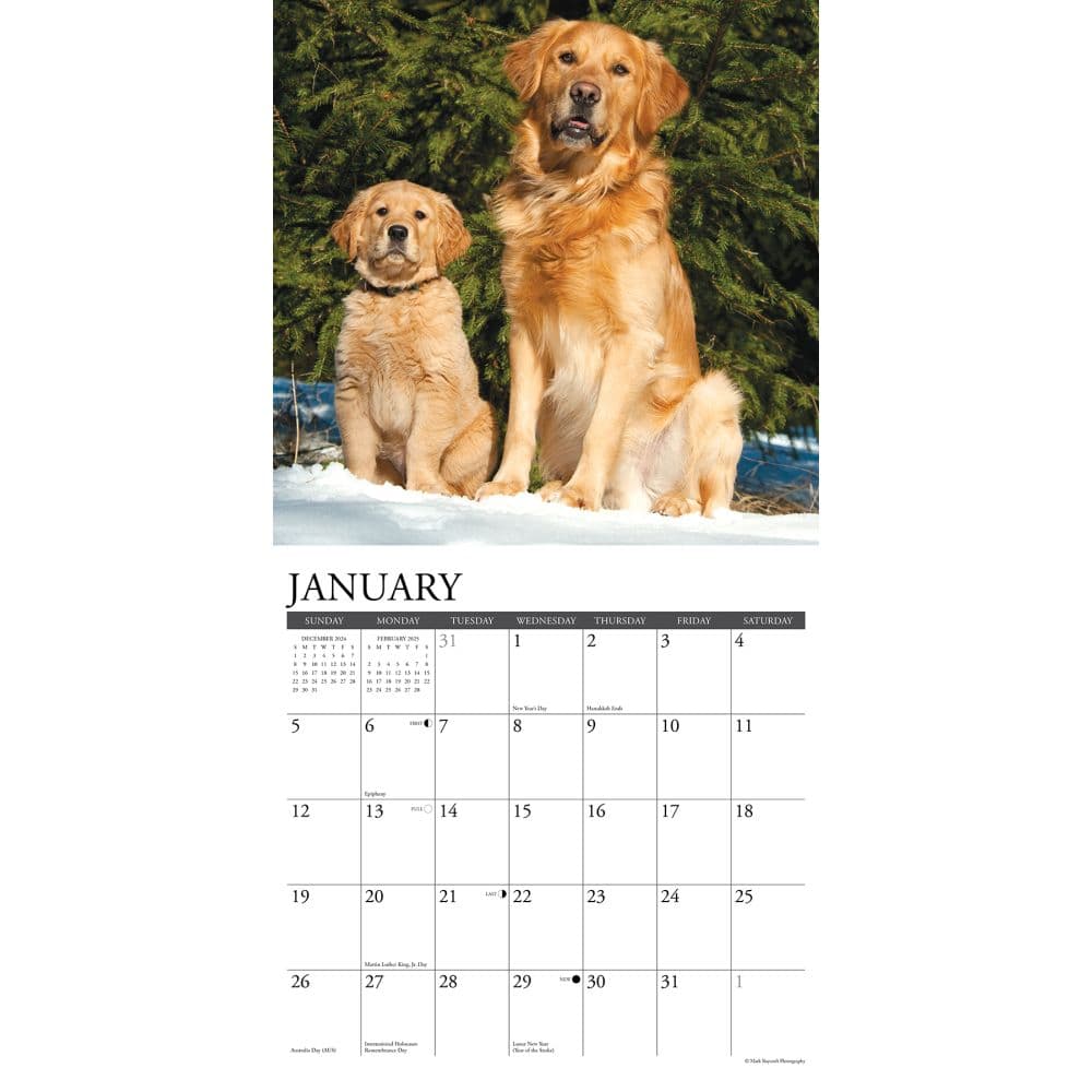 Just Goldens 2025 Wall Calendar Second Alternate Image width=&quot;1000&quot; height=&quot;1000&quot;