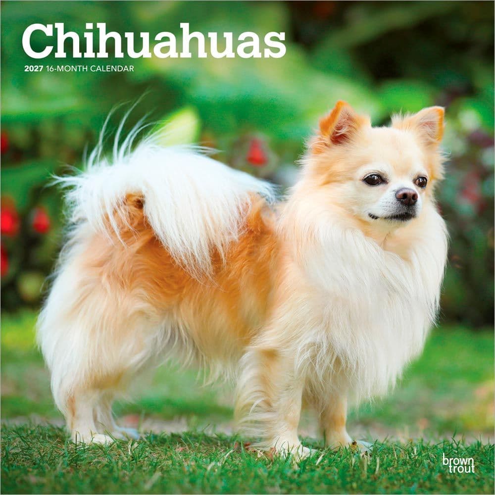 Chihuahuas 2027 Wall Calendar