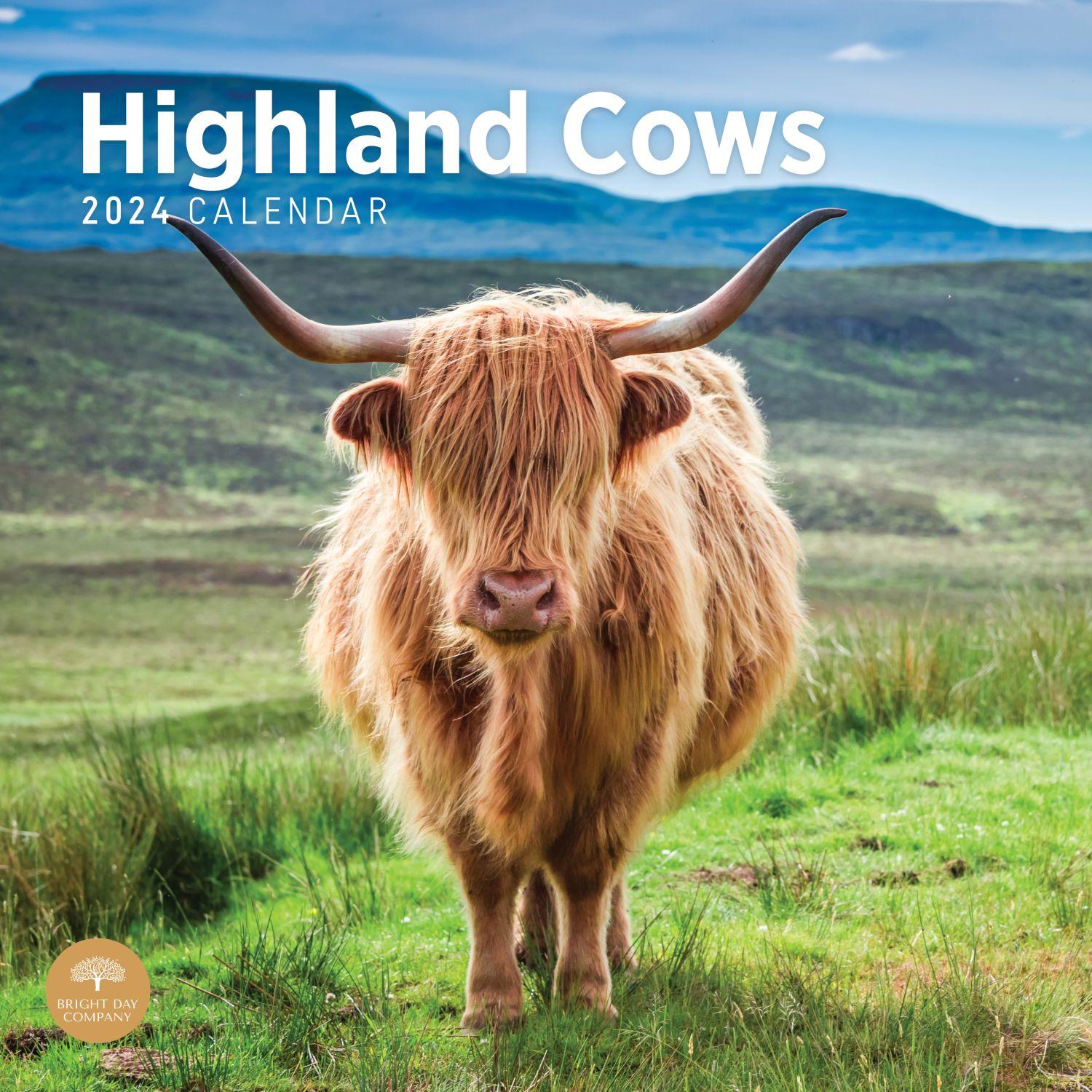 Highland Cows 2025 Wall Calendar