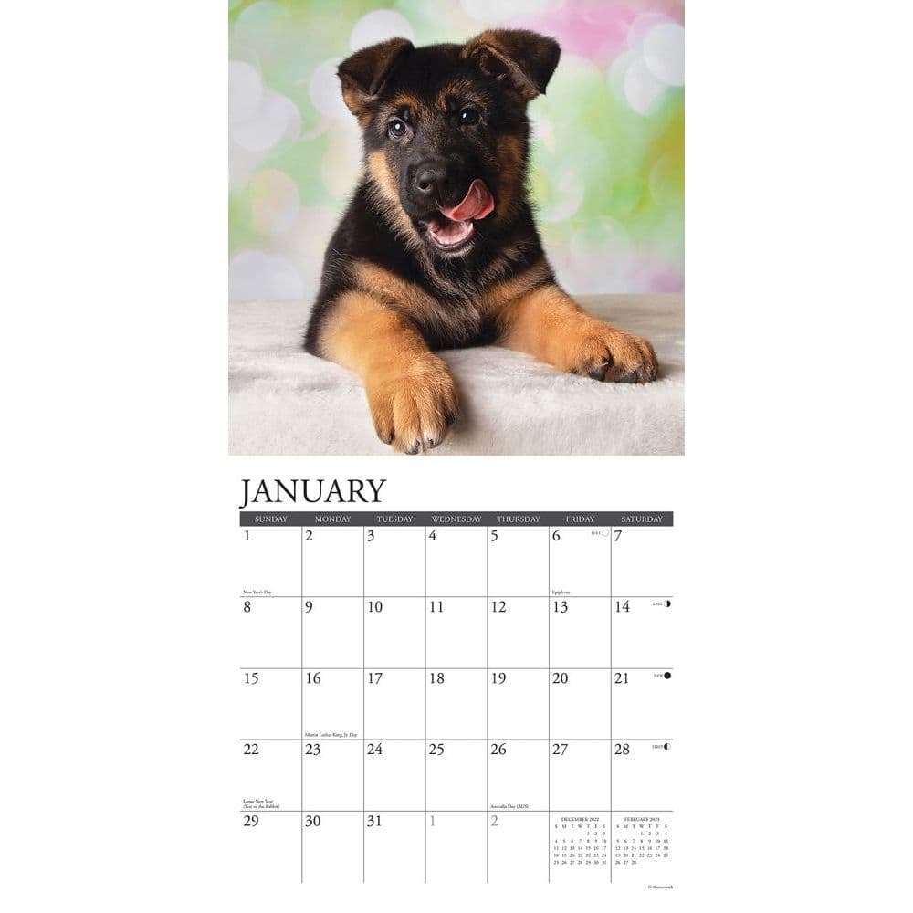 german-shepherd-puppies-2023-wall-calendar-calendars
