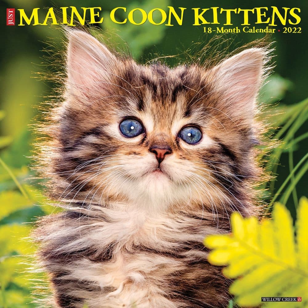 Maine Coon Kittens 2022 Wall Calendar