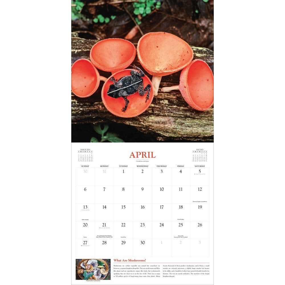 Fantastic Fungi 2025 Wall Calendar