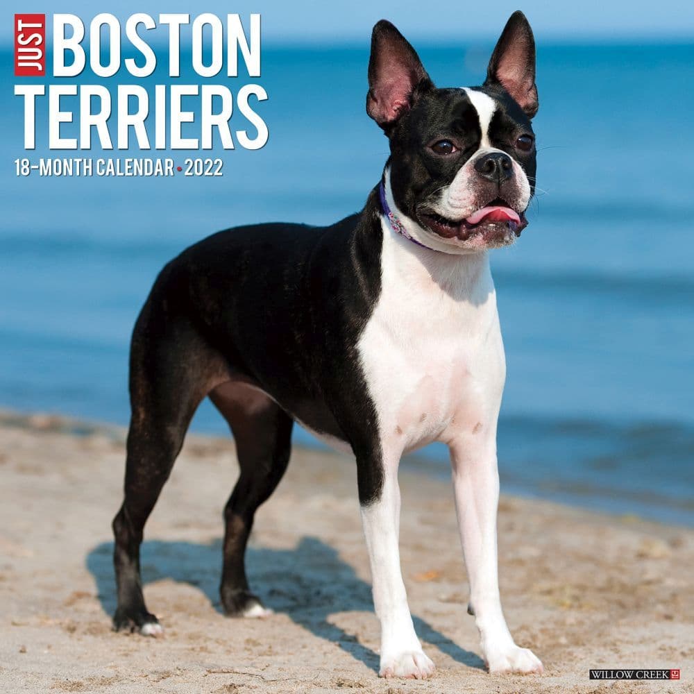 Boston Terrier Calendar 2023 Just Boston Terriers 2022 Wall Calendar