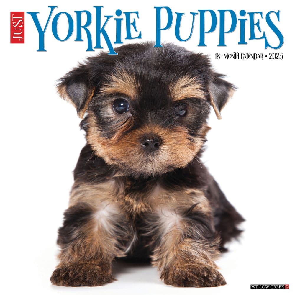 Just Yorkie Puppies 2025 Wall Calendar Main Image