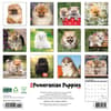 image Just Pomeranian Puppies 2025 Wall Calendar