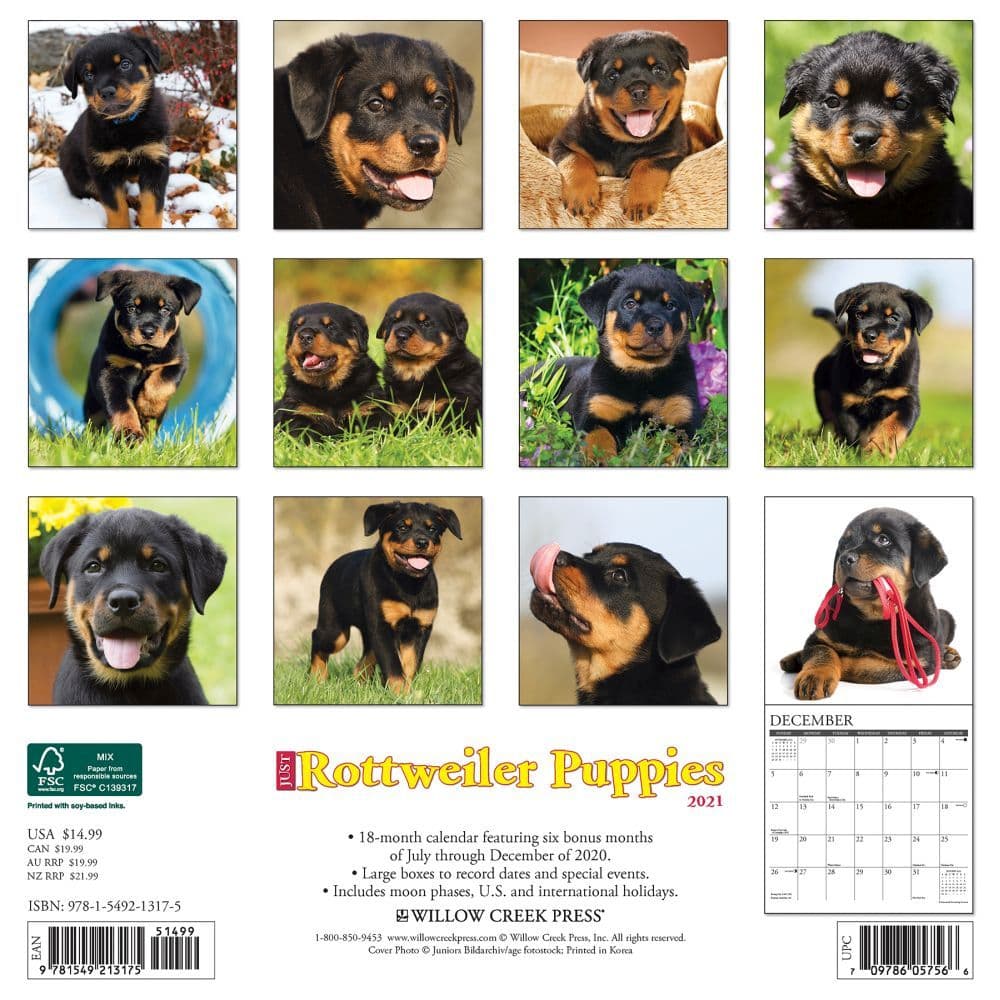 Just Rottweiler Puppies Wall Calendar
