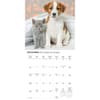 image Kittens and Puppies Special Value 2026 Wall Calendar Fourth Alternate Image