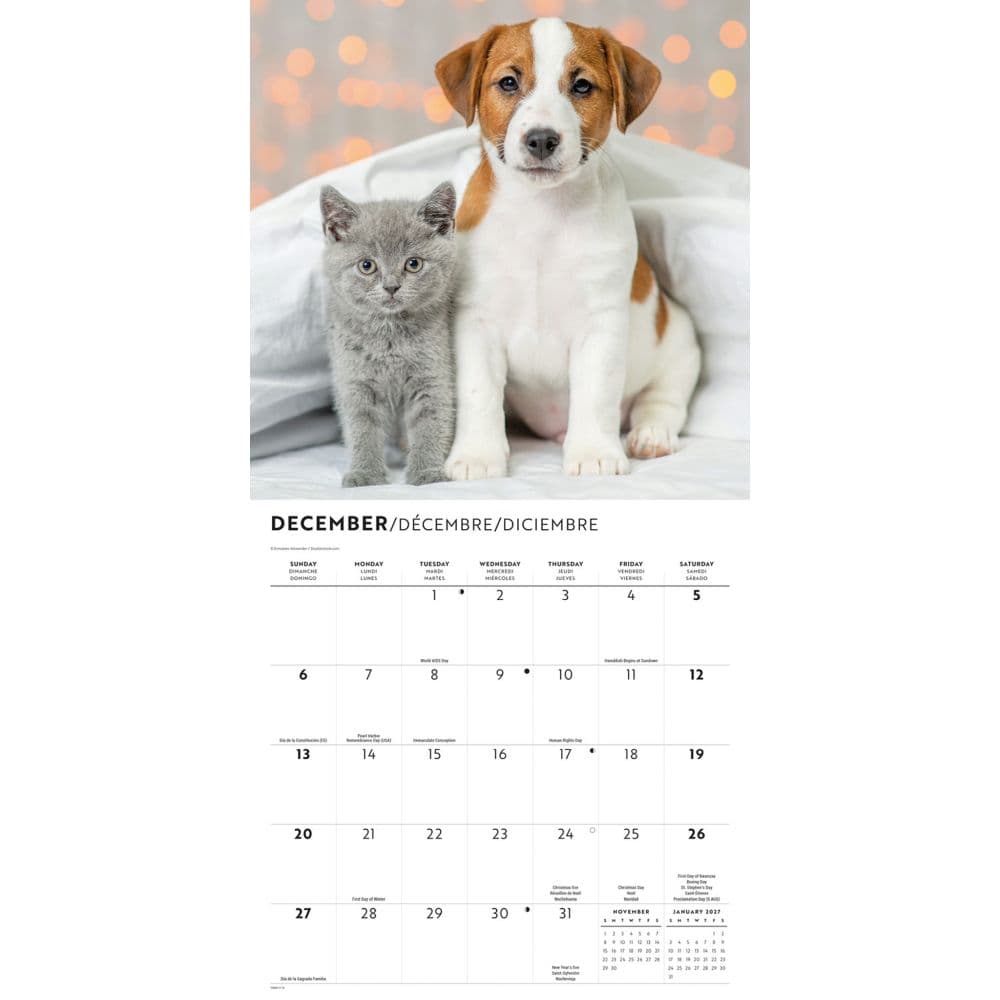 Kittens and Puppies Special Value 2026 Wall Calendar Fourth Alternate Image