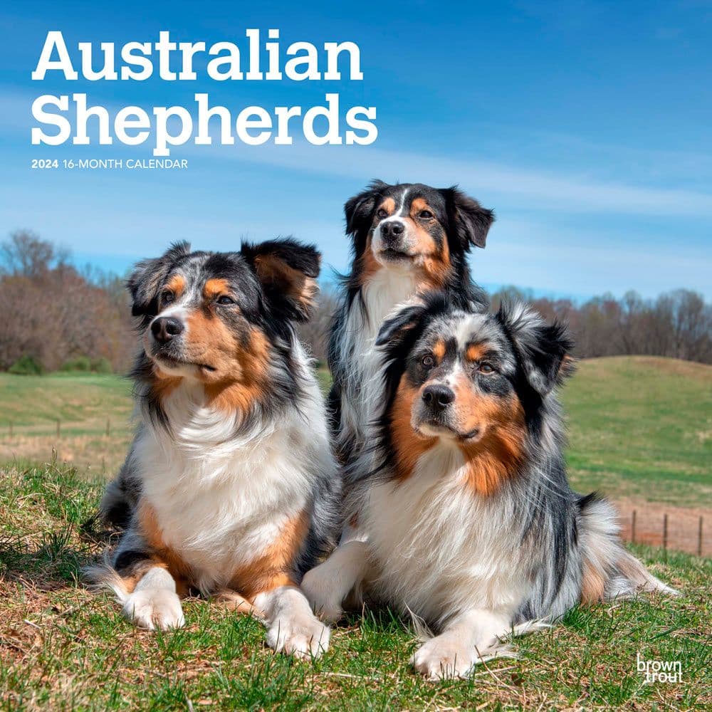 Australian Shepherds 2024 Wall Calendar Main Image