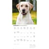 image Just Yellow Labs 2026 Wall Calendar Second Alternate Image