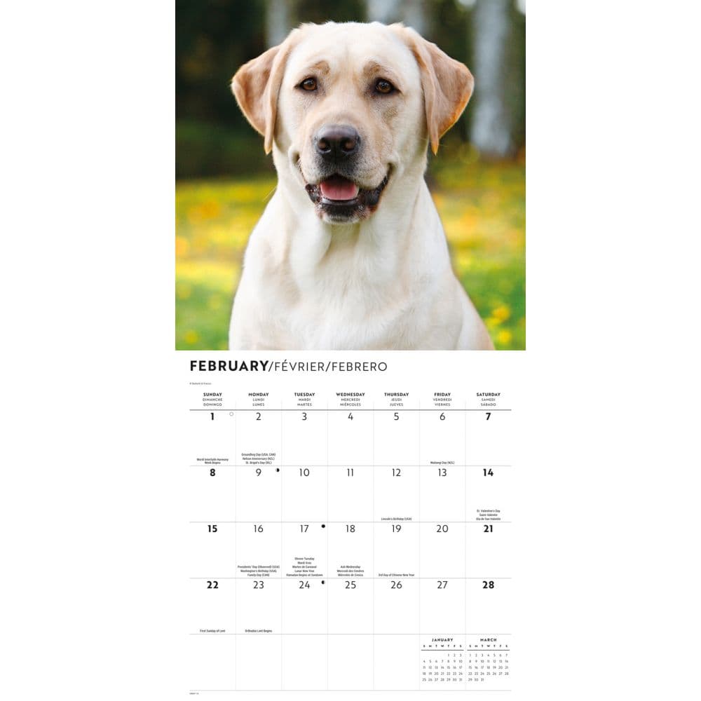 Just Yellow Labs 2026 Wall Calendar Second Alternate Image