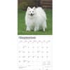 image American Eskimo Dogs 2025 Wall Calendar