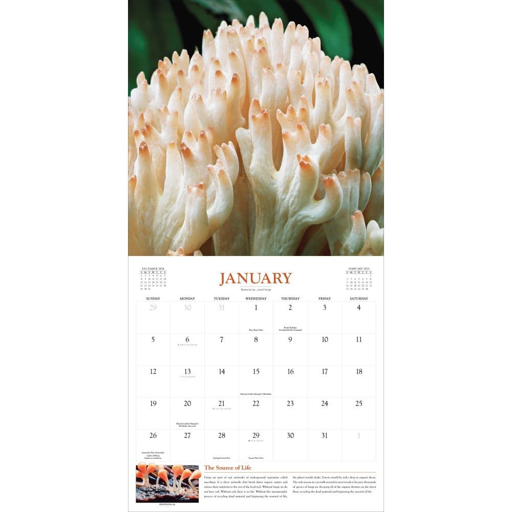 Fantastic Fungi 2025 Wall Calendar