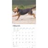 image Airedale Terriers 2025 Wall Calendar