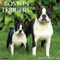 image Just Boston Terriers 2026 Wall Calendar Main Image