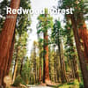 image Redwood Forest 2024 Wall Calendar Main Product Image width=&quot;1000&quot; height=&quot;1000&quot;